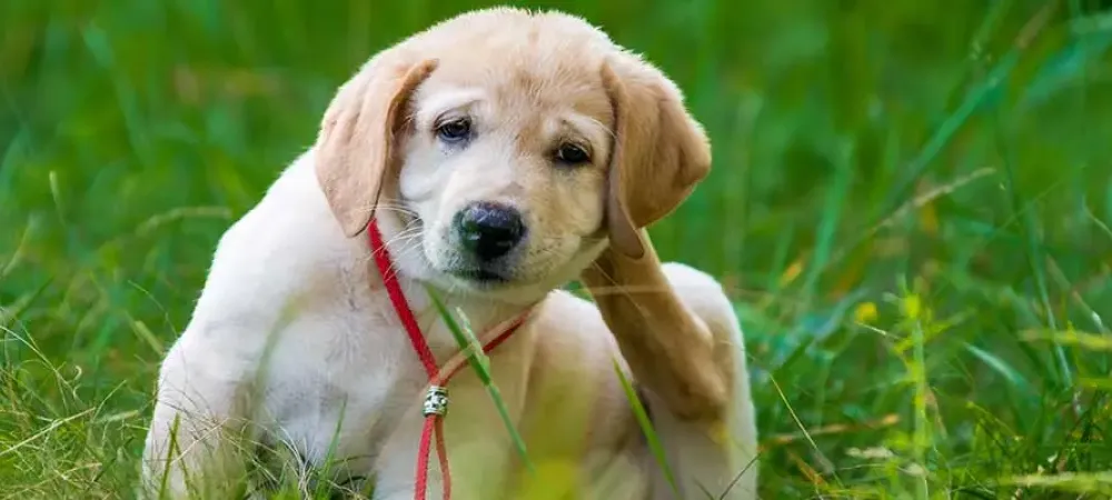 dog scratching