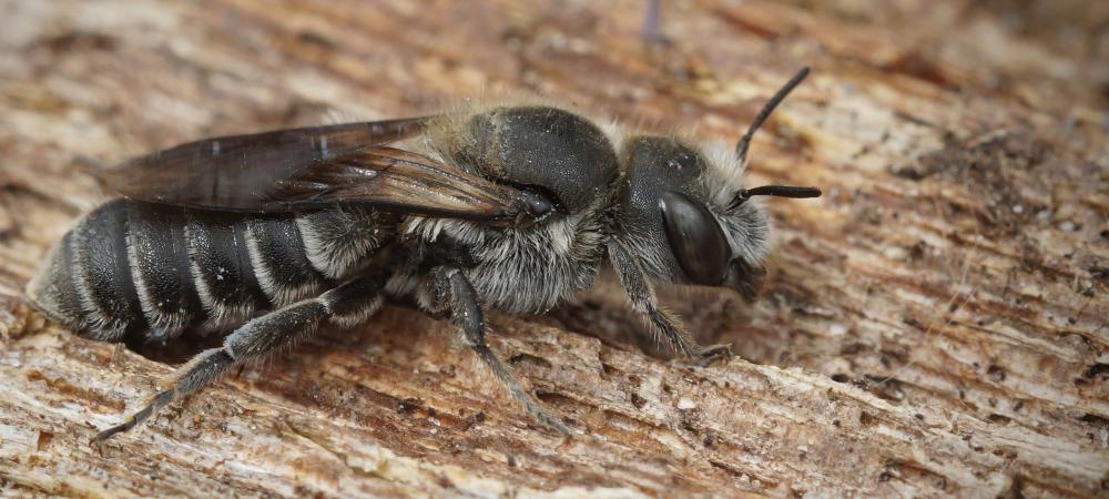 carpenter bee