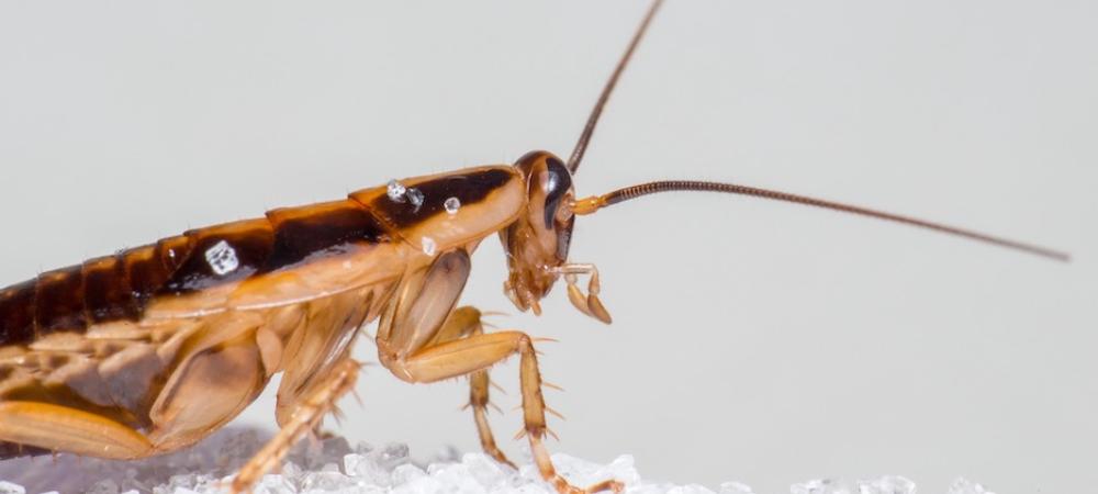 closeup of german cockroach
