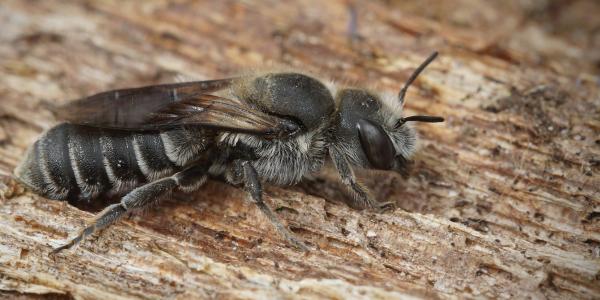 carpenter bee